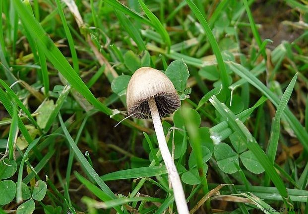 Hallucinogenic mushrooms would be 4 times more effective than antidepressants 