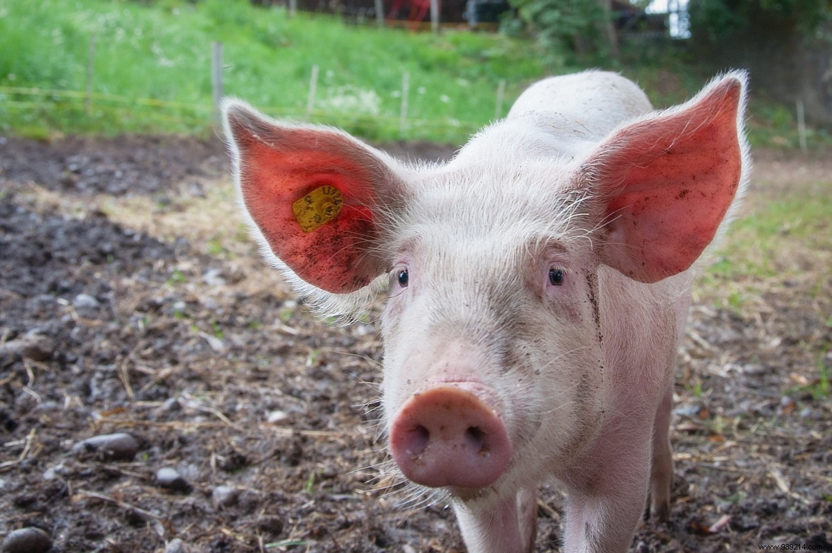 This genetically modified pig is the first approved for medical use 