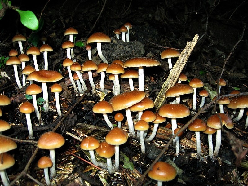 Hallucinogenic mushrooms have  grown  in his blood! 
