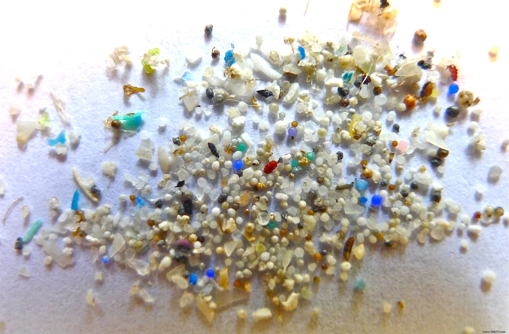 Bacteria love microplastics and that s really bad news 