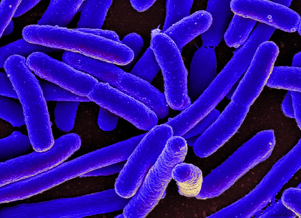 What if Crohn s disease was caused by bacteria? 