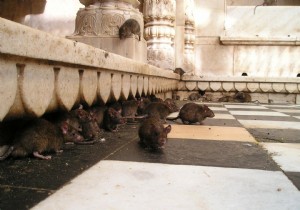 SpillOver Tool Ranks Viruses Posed to Ignite the Next Pandemic