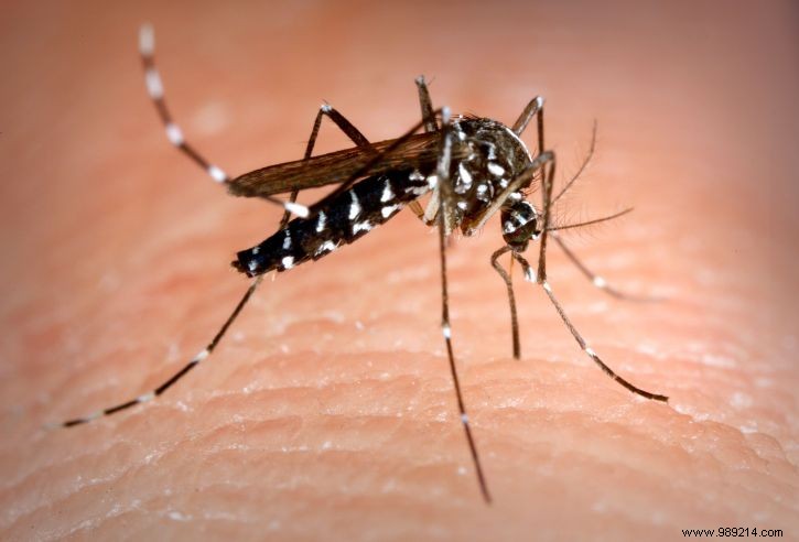 Florida:genetically modified mosquitoes soon released into the wild 