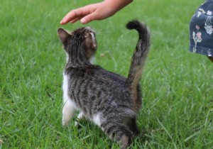 University of Glasgow Study Confirms Human-to-Cat SARS-CoV-2 Transmission