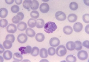 The sperm of old male cats would carry many mutations 