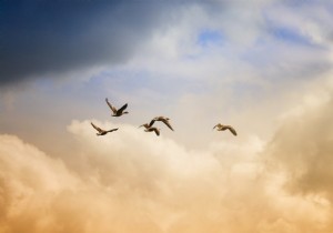 First Human Case of H10N3 Avian Flu Confirmed in China: Officials Assess Low Outbreak Risk