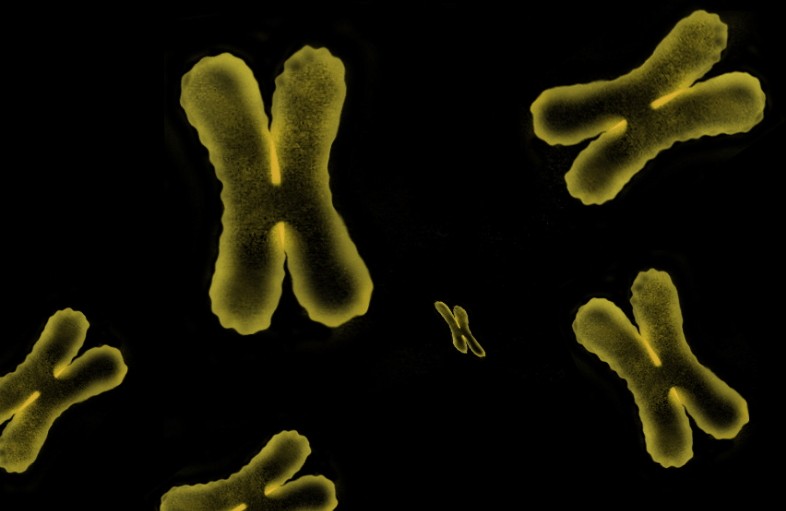 The mass of human chromosomes measured for the first time 