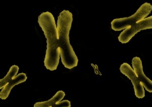 The mass of human chromosomes measured for the first time 