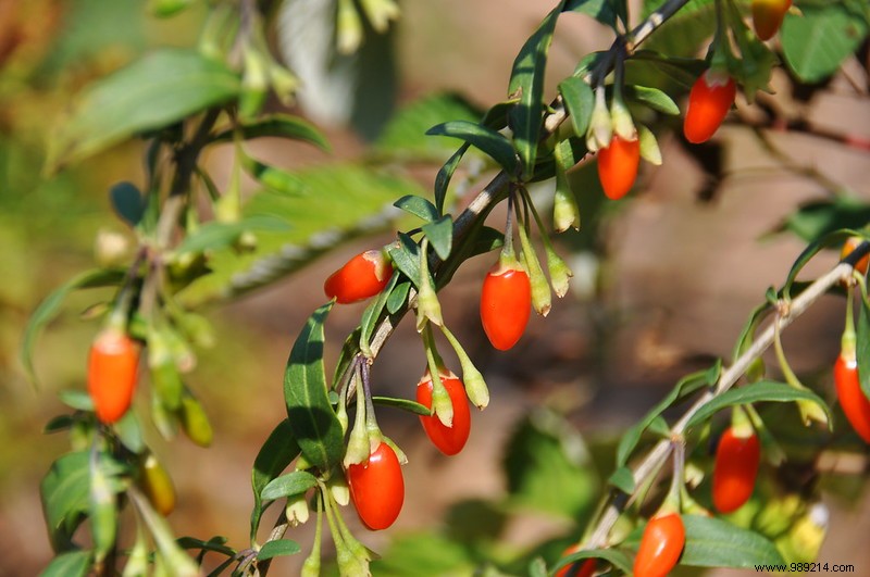 Here is the Goji berry, the superfruit from China! 