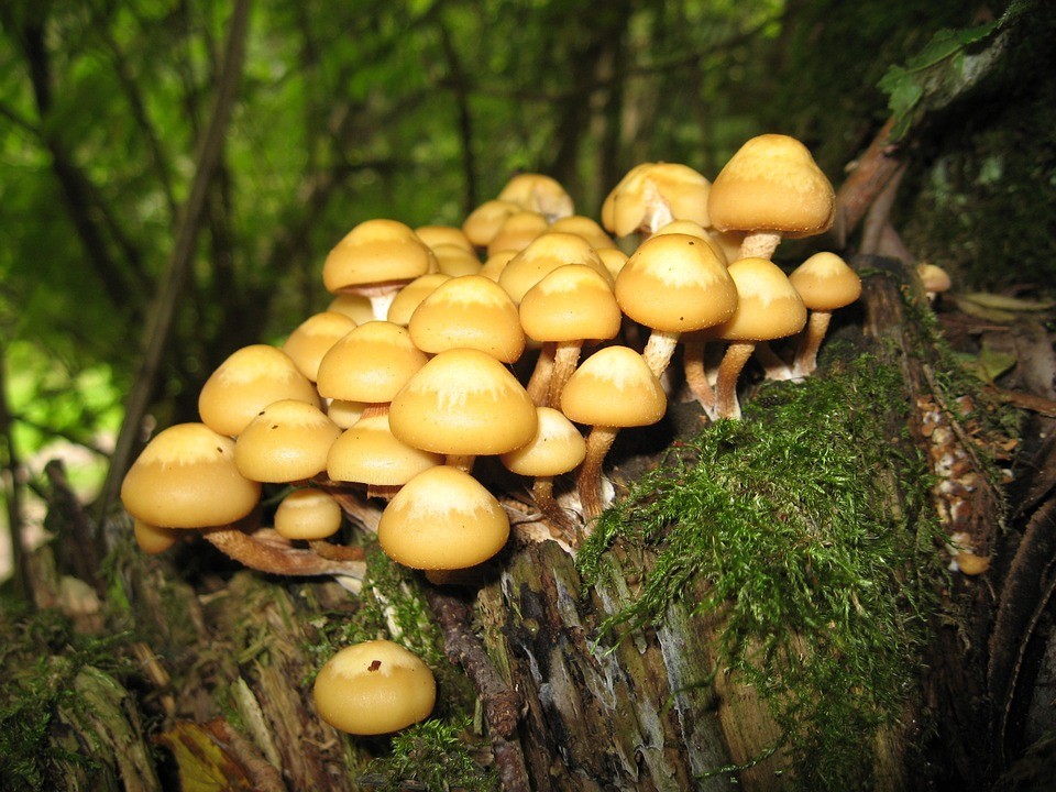 According to a study, eating mushrooms daily could reduce the risk of cancer by half! 