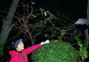 Dr. Shi Zhengli Firmly Denies COVID-19 Lab Leak from Wuhan Institute