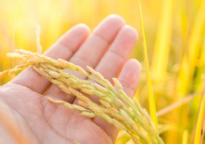 GMOs:in the Philippines, we will start eating  golden rice  