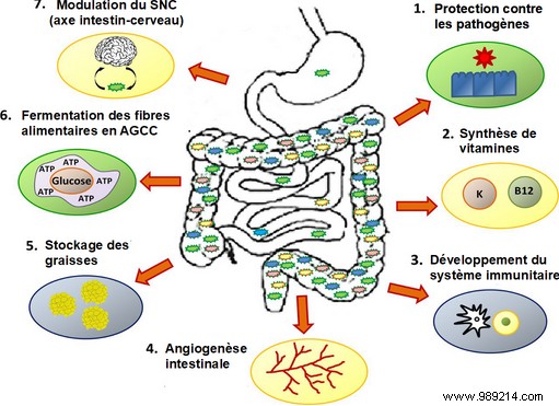 Can intestinal bacteria counteract aging? 