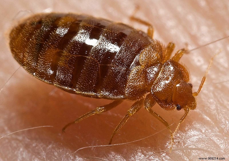 What ecological and economical solutions to get rid of bed bugs? 
