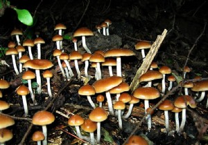 Psilocybin from Hallucinogenic Mushrooms Amplifies Emotional Response to Music, Study Shows