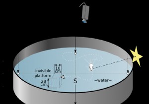 Fecal Microbiota Transplants from Young Mice Rejuvenate Aging Brains, Study Finds