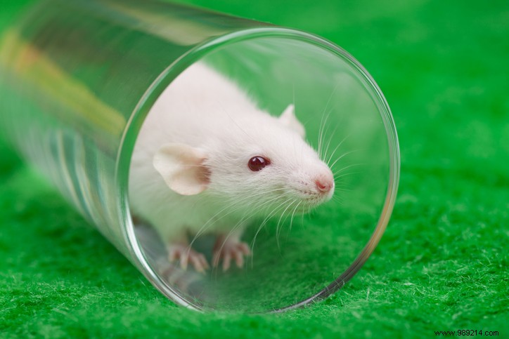 This  anti-aging  vaccine increases the lifespan of mice. Will it work in humans? 