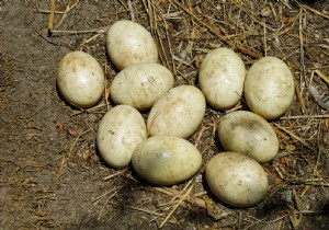 Covid-19:a mask that shines in contact with the coronavirus 