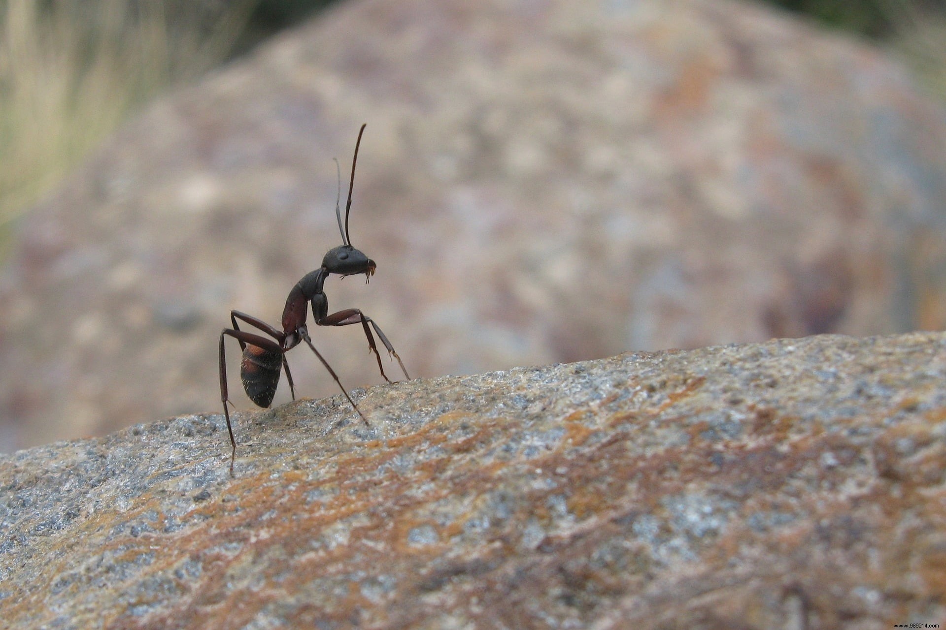 Ants more effective than dogs in detecting cancer 