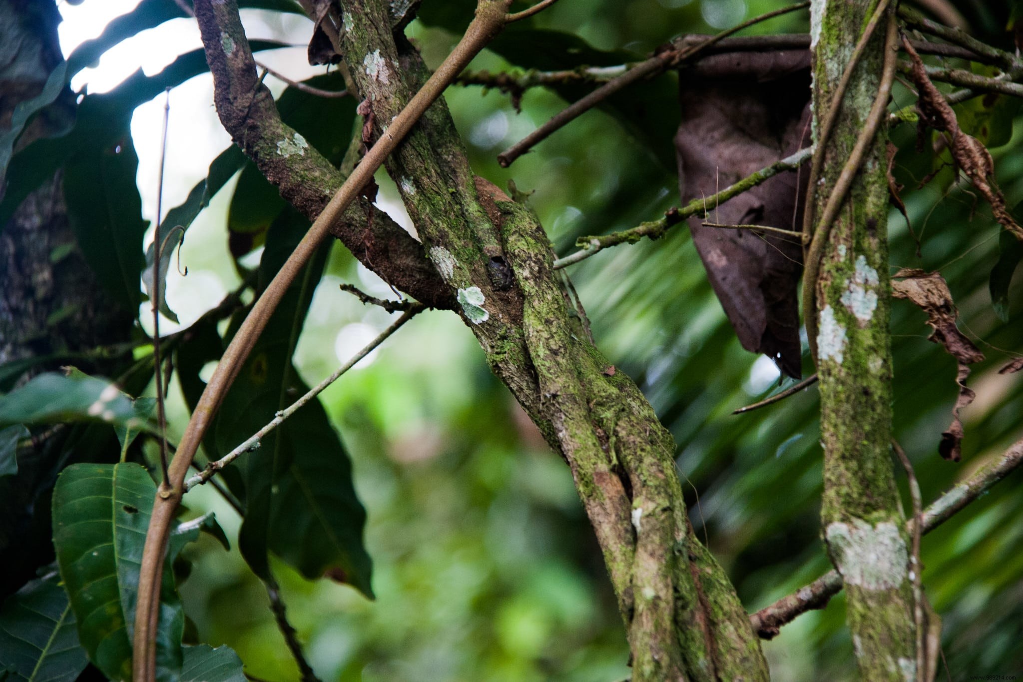 What Really Happens When You Drink Ayahuasca? 