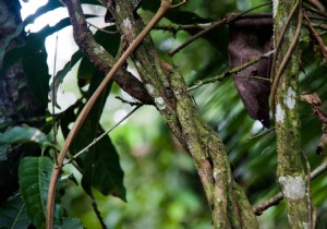 What Really Happens When You Drink Ayahuasca? 