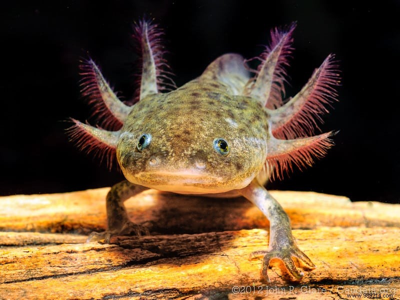 What if this aquatic salamander could give eternal life to humans? 