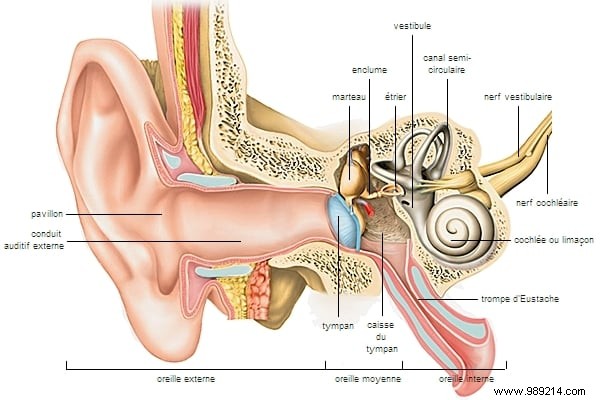 Hearing loss may soon be reversed with new therapy 