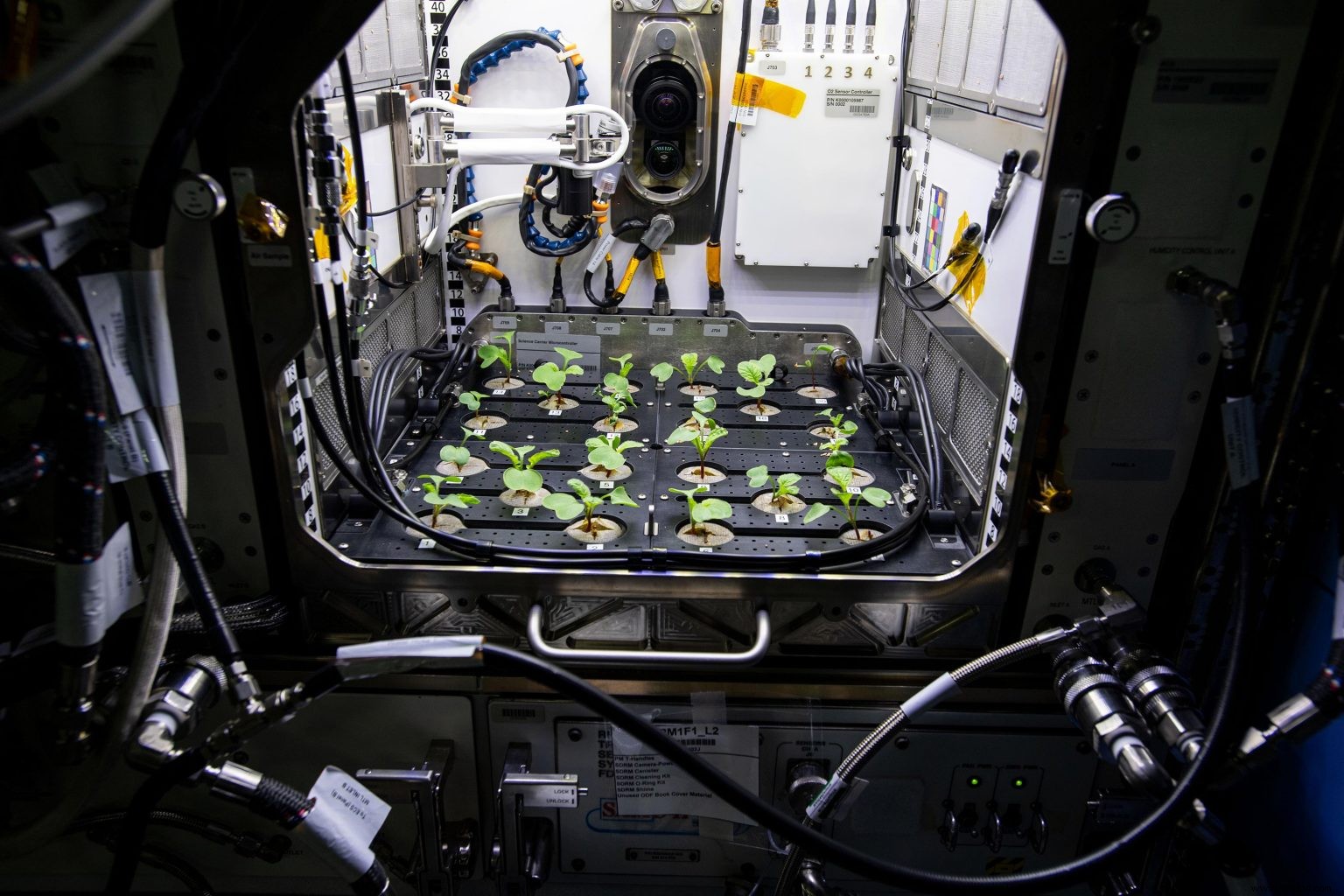 Who wants to taste the first  space radishes ? 
