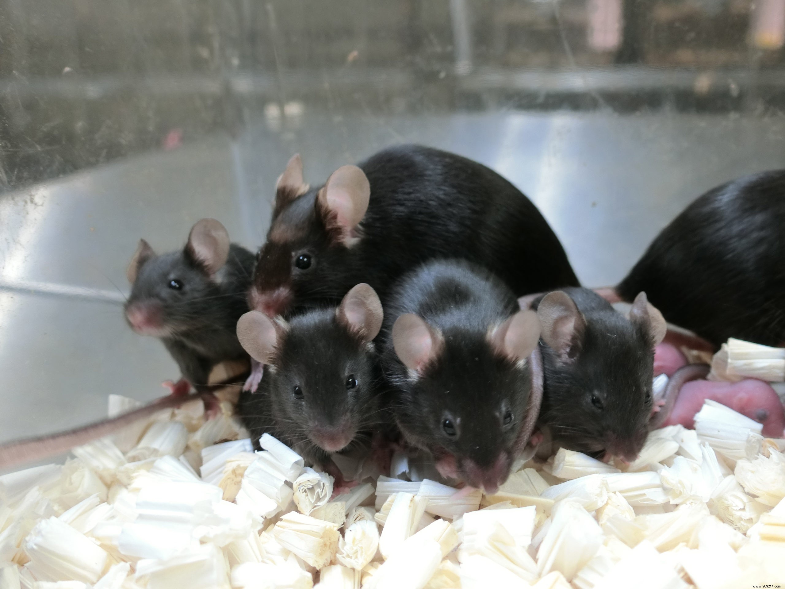 Mouse sperm stored in space produces healthy offspring 