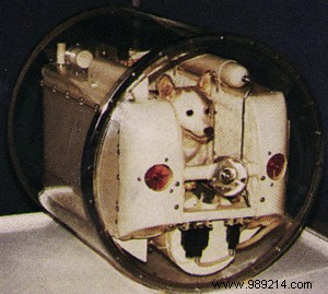 The tragic story of the dog Laïka, the first living being in space 