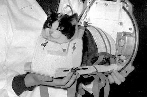 Cat in space:France a pioneer in feline space exploration? 