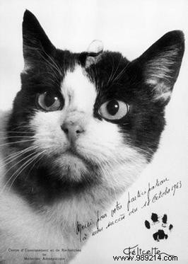 Cat in space:France a pioneer in feline space exploration? 