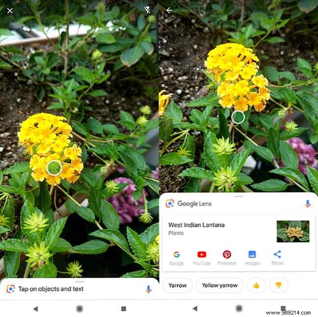How to identify plants and flowers using your phone s camera