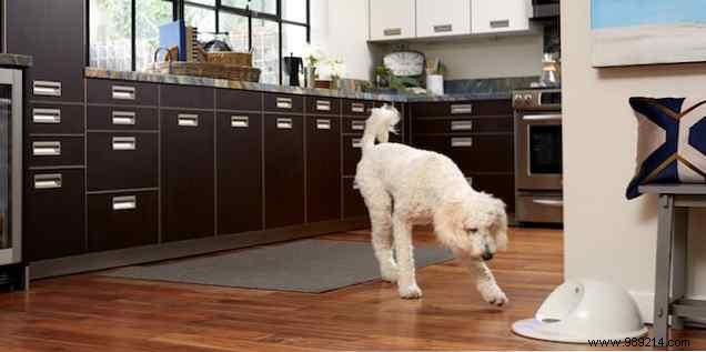 Become a smarter pet owner with these gadgets