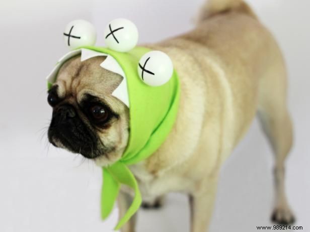 How to Make a No-Sew Halloween Monster Dog Costume