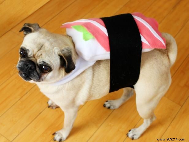 How to make a sushi costume for your dog