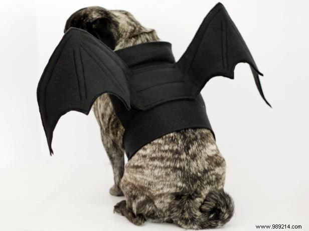 How to make a Halloween bat costume for a dog