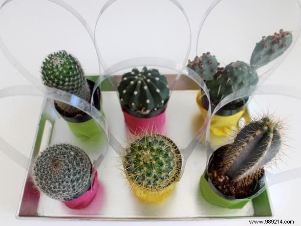 How to make cute mini cactus party favors