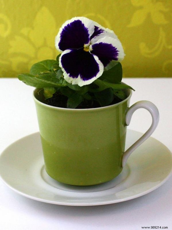 How to turn old teacups and saucers into garden planters