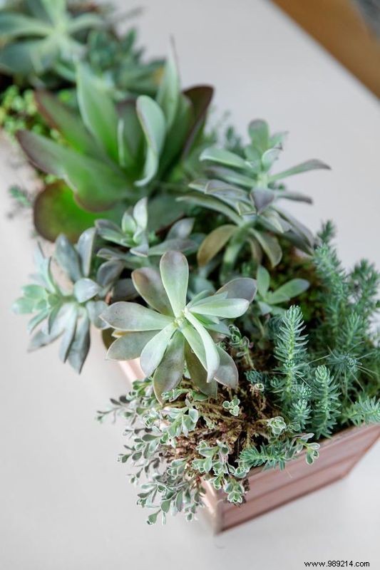 Indoor Garden Inspo for Small Spaces