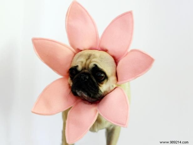 Make a flower halloween costume for a dog