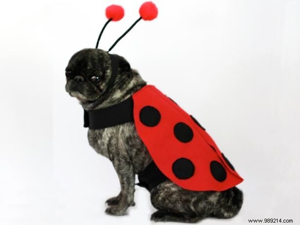 Make a ladybug fancy dress costume for a dog.